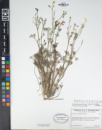 Eschscholzia minutiflora image