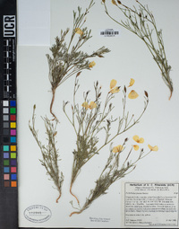 Eschscholzia parishii image