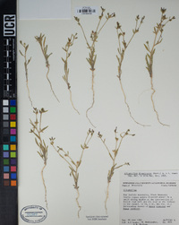 Allophyllum divaricatum image