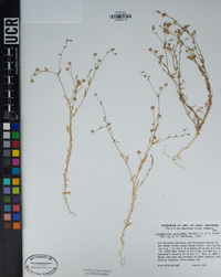 Allophyllum gilioides image