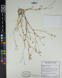 Allophyllum gilioides image