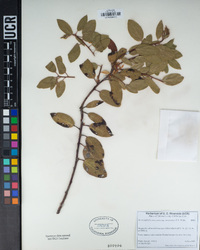 Arctostaphylos manzanita subsp. wieslanderi image