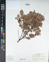 Arctostaphylos nummularia image