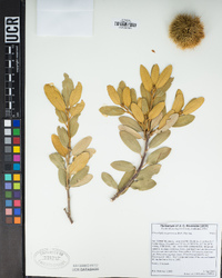 Chrysolepis sempervirens image