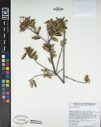 Quercus agrifolia image