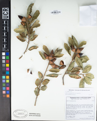 Quercus agrifolia image