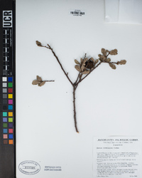 Quercus berberidifolia image