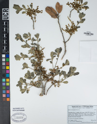 Quercus douglasii image