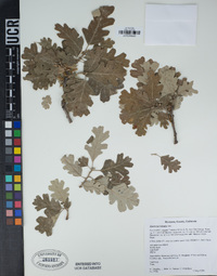 Quercus lobata image