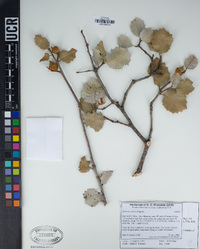 Quercus palmeri image