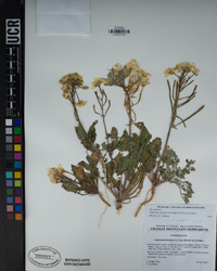 Chylismia brevipes subsp. brevipes image