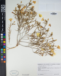 Camissonia campestris image