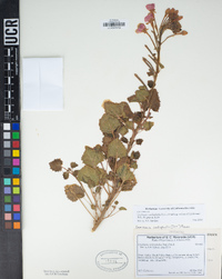 Chylismia cardiophylla subsp. robusta image