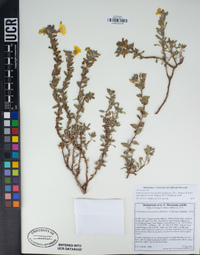 Camissoniopsis cheiranthifolia subsp. suffruticosa image