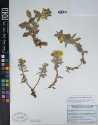 Camissoniopsis cheiranthifolia subsp. suffruticosa image