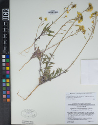 Chylismia claviformis subsp. lancifolia image