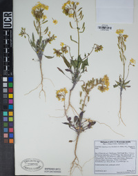 Chylismia claviformis subsp. lancifolia image