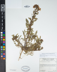 Chylismia claviformis subsp. aurantiaca image