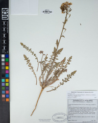 Chylismia claviformis subsp. aurantiaca image