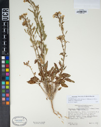 Chylismia claviformis subsp. aurantiaca image