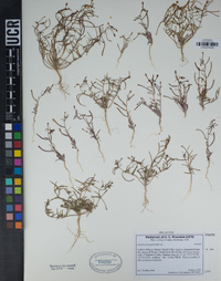 Camissonia pusilla image