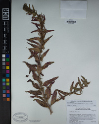 Camissoniopsis robusta image