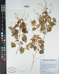 Circaea alpina image