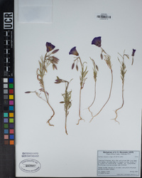 Clarkia cylindrica image