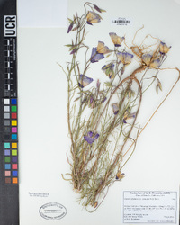 Clarkia cylindrica image