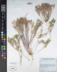 Lepidium lasiocarpum image