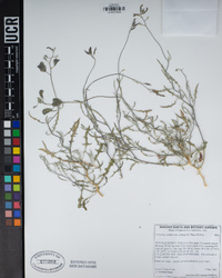 Lyrocarpa coulteri image