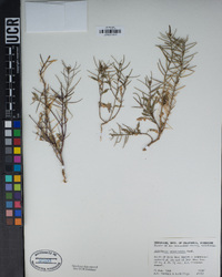 Sisymbrium erysimoides image