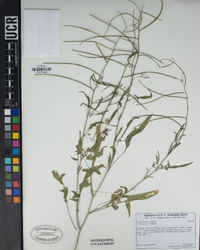 Sisymbrium orientale image