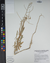 Sisymbrium orientale image