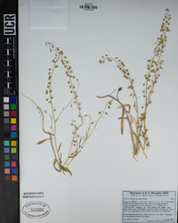 Thysanocarpus curvipes image