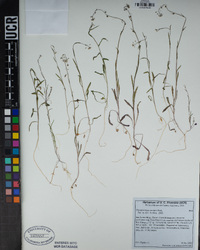 Thysanocarpus curvipes image