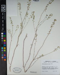 Thysanocarpus curvipes image