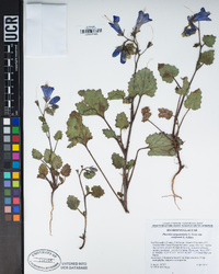 Phacelia campanularia var. vasiformis image