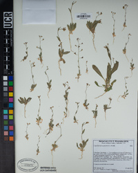 Capsella bursa-pastoris image