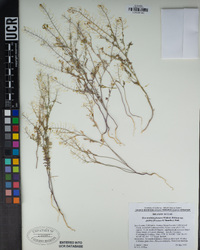 Descurainia pinnata image