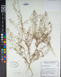 Descurainia pinnata image