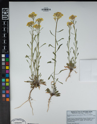 Erysimum perenne image