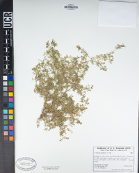 Lepidium didymum image