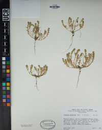 Lepidium dictyotum image