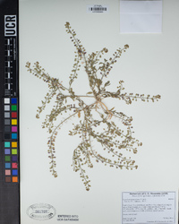 Lepidium lasiocarpum image