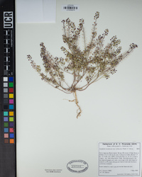 Lepidium virginicum image