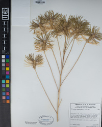 Thelypodium integrifolium image