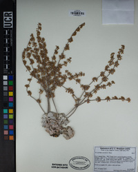 Eriogonum saxatile image