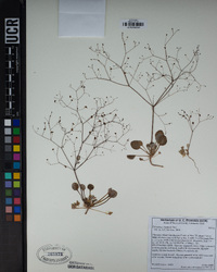 Eriogonum thomasii image