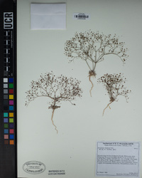 Eriogonum thomasii image